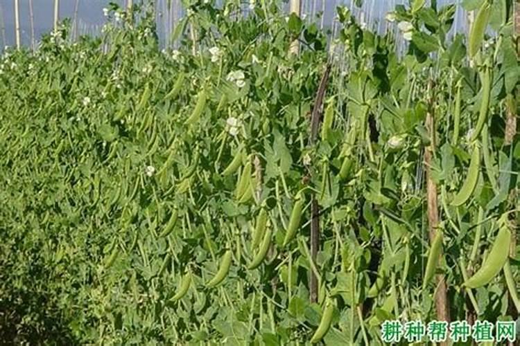豌豆对于肥料具体有哪些要求？该如何施肥呢？