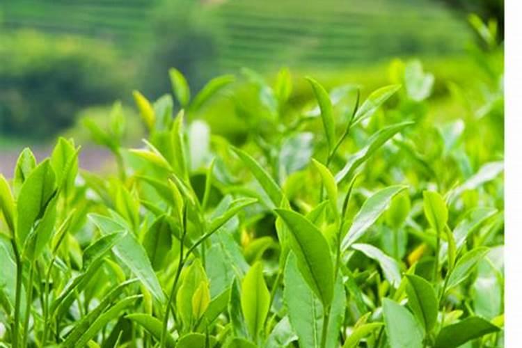 氯化钾肥料适合种什么