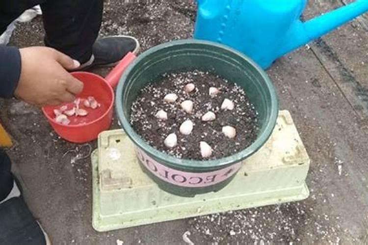 大蒜种下去没有施肥