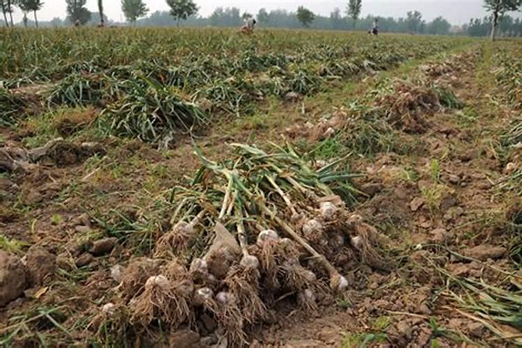 种大蒜需要什么肥料最好