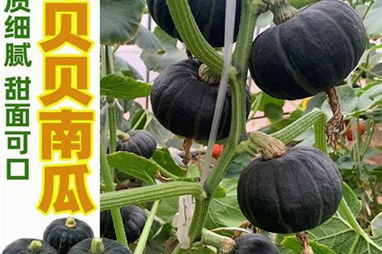 砂糖橘如何施肥 分享种植砂糖橘施肥技术经验