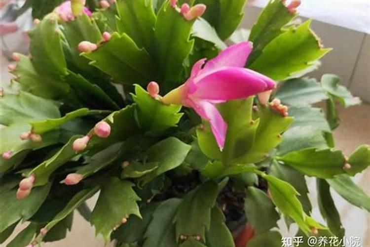 蟹爪兰有花苞了怎么浇水 蟹爪兰有花苞了怎么施肥