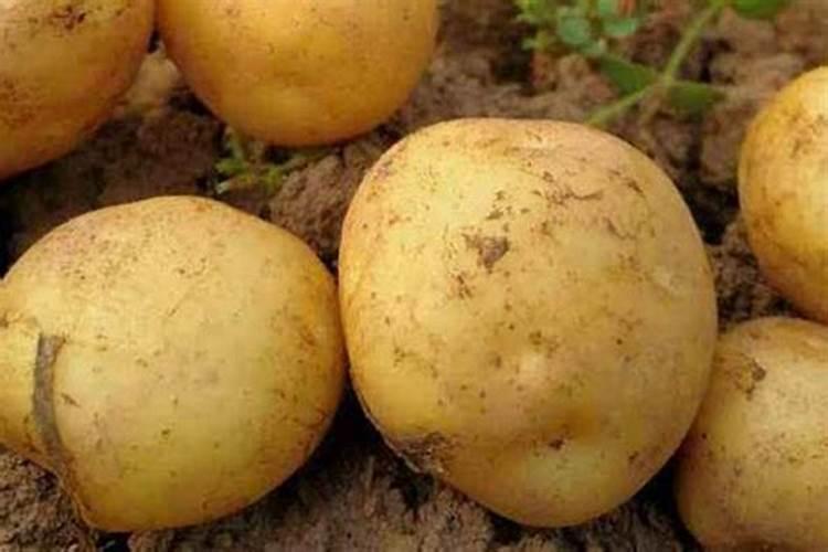 土豆苗冻了怎么补救