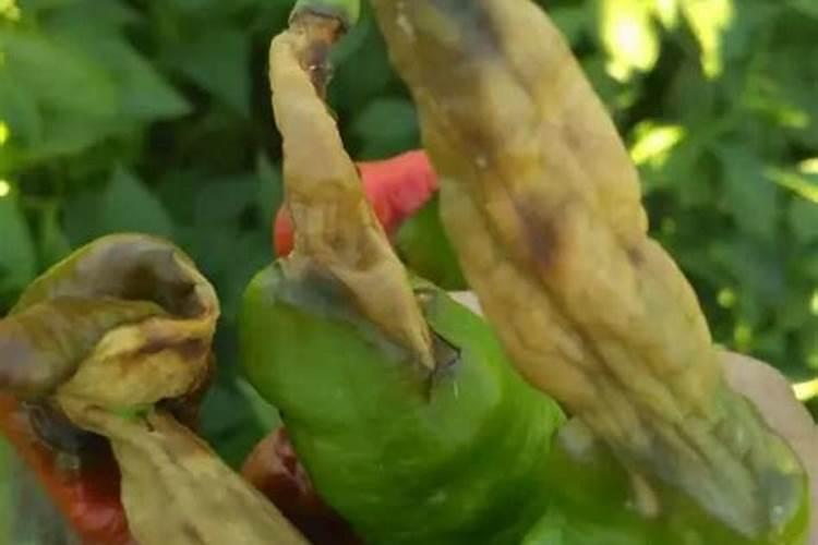 钙肥对辣椒有什么作用