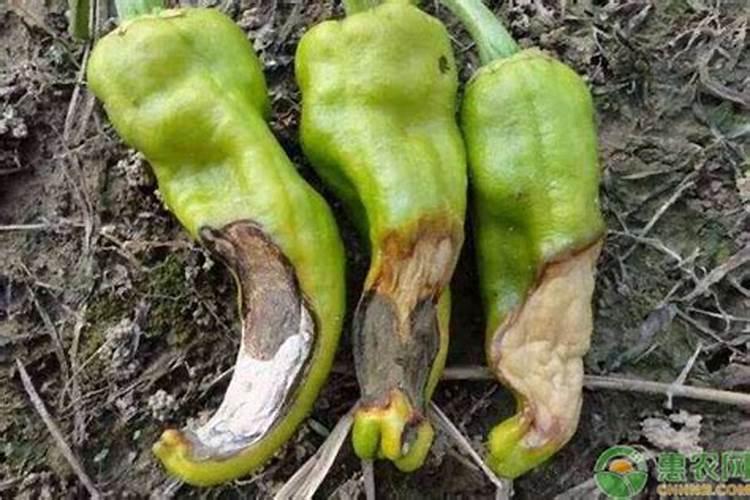 “脐腐病”危害大,辣椒、番茄都怕它,补钙真的有用吗？