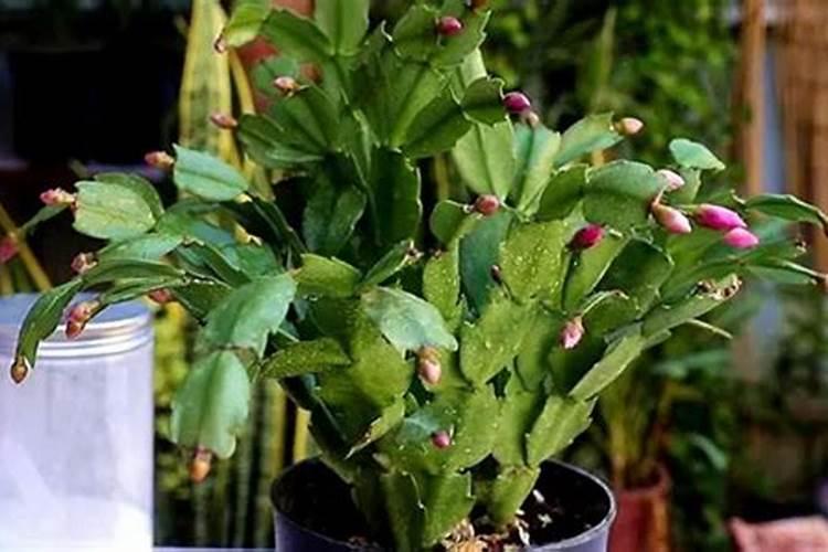 菜籽饼发酵后有一股酒味能用于肥料