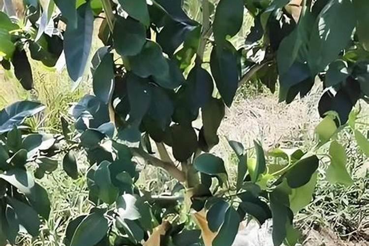 苹果发酵几天可以浇花