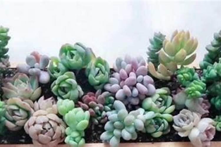 养花的人都知道苹果泡水可以养花吗？