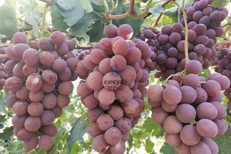 葡萄种植不同时期如何追肥