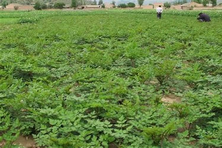 当归叶子变红怎么办