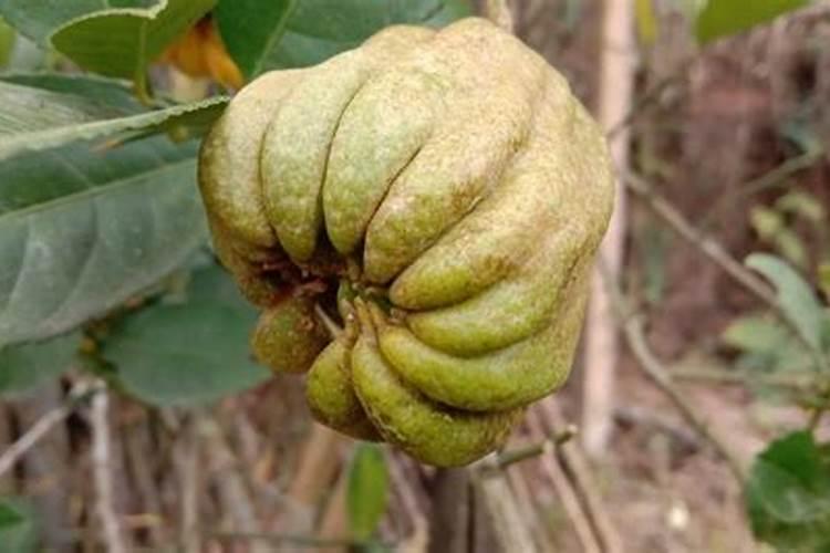 盆栽佛手的养护诀窍