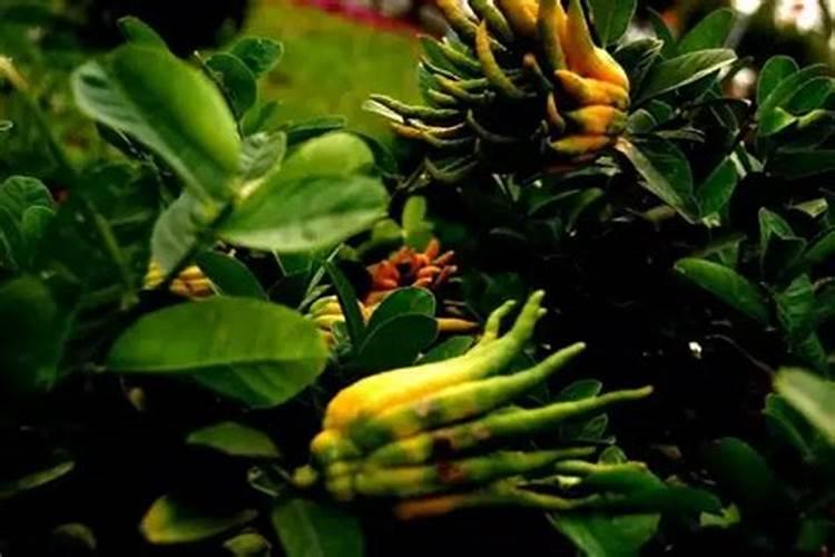 佛手柑怎么繁育