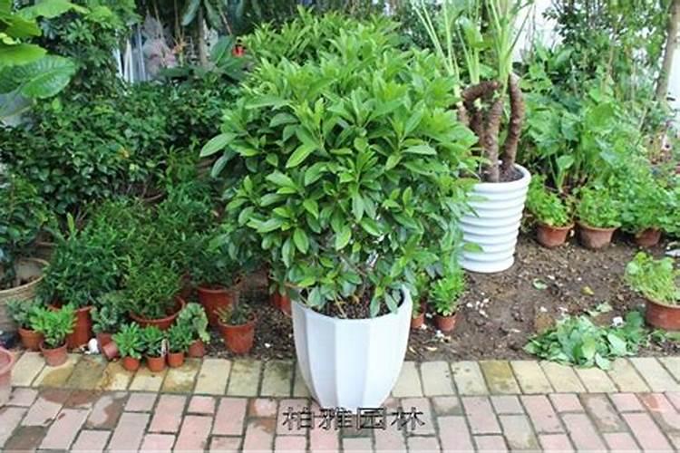 薄荷需要什么肥料