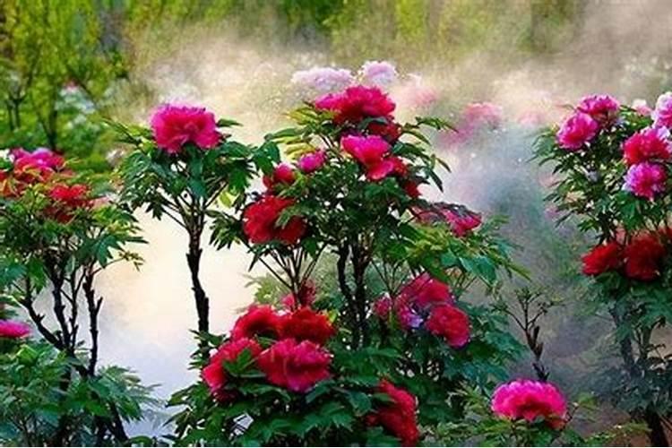 牡丹花多久施一次肥