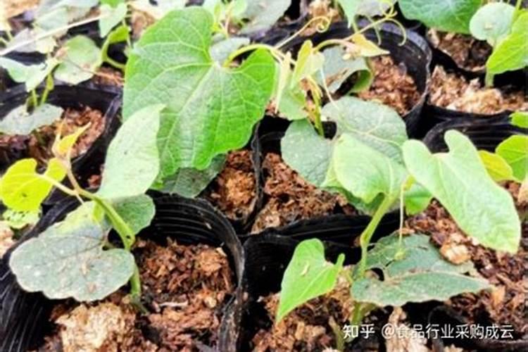 罗汉果结果了施什么肥料