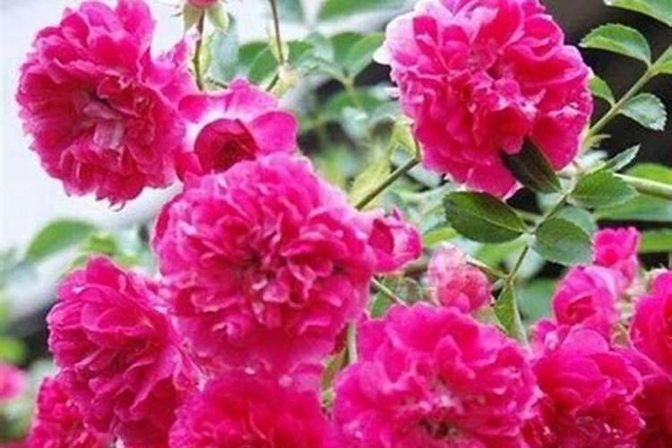 叶面肥加什么浇花最好用