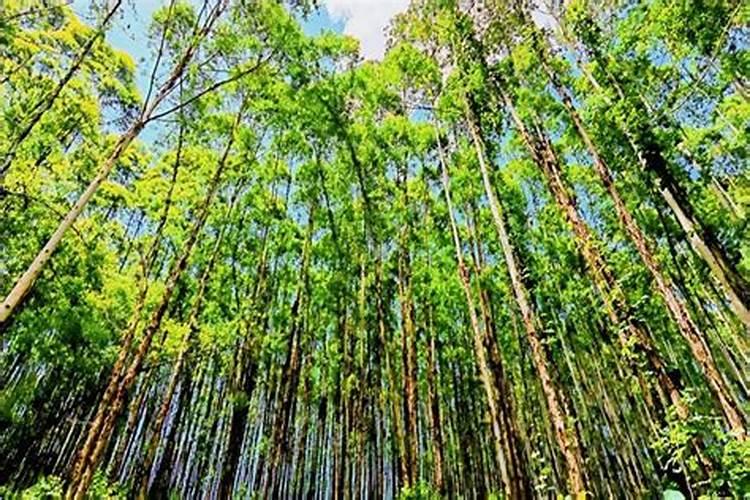 ...里种桉树,不知道可不可以种,效益如何,150亩要多少投资,请专家帮帮忙...