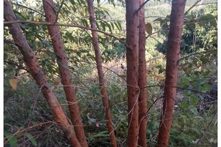 一亩桉树大概有多少吨,桉树苗什么品种好