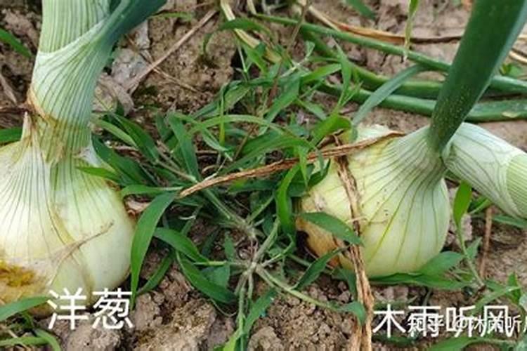 有什么简单的办法来自制氮肥