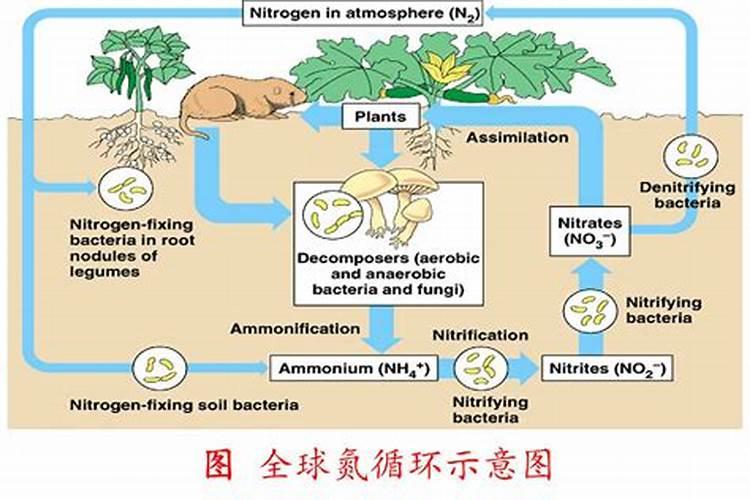 磷酸二铵是水溶肥料吗？可以做追肥吗？
