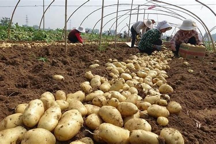 大丰收农资电商靠谱吗？如何选择？