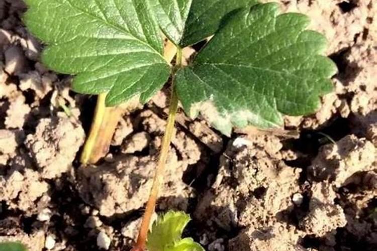 14一羟基芸苔素甾醇会徒长吗