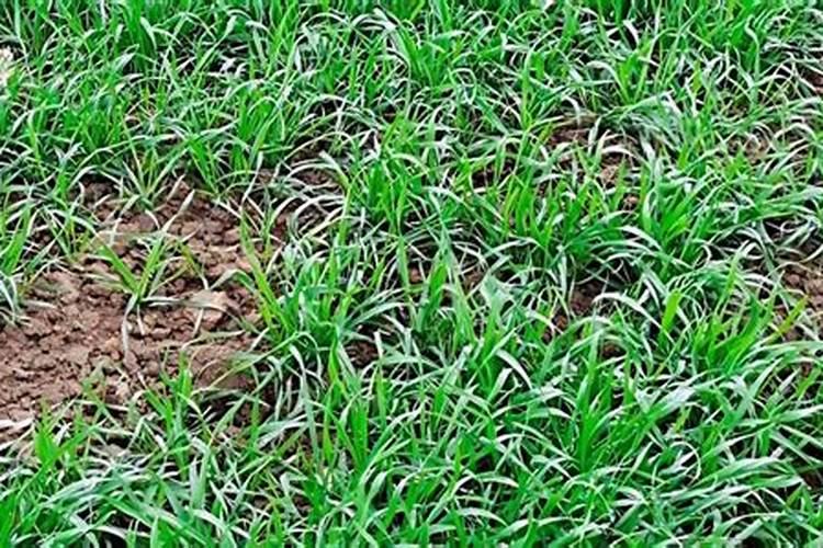 如何给小麦施钾肥？