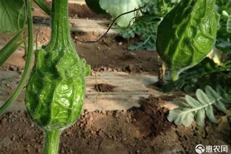 一个苹果含多少维生素c