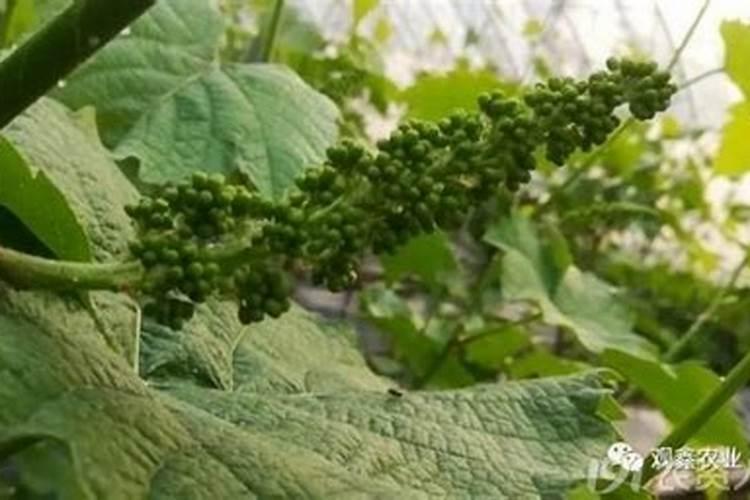 夏黑葡萄拉花的药怎么用剂量