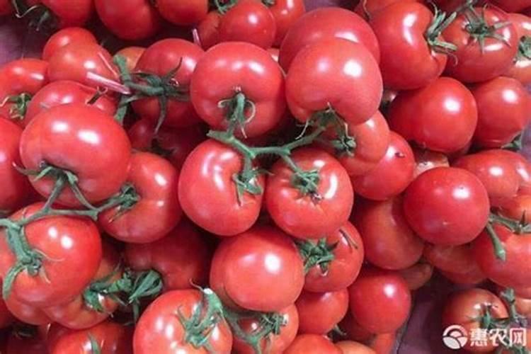 种植番茄的时候,施肥要选择哪些肥料？