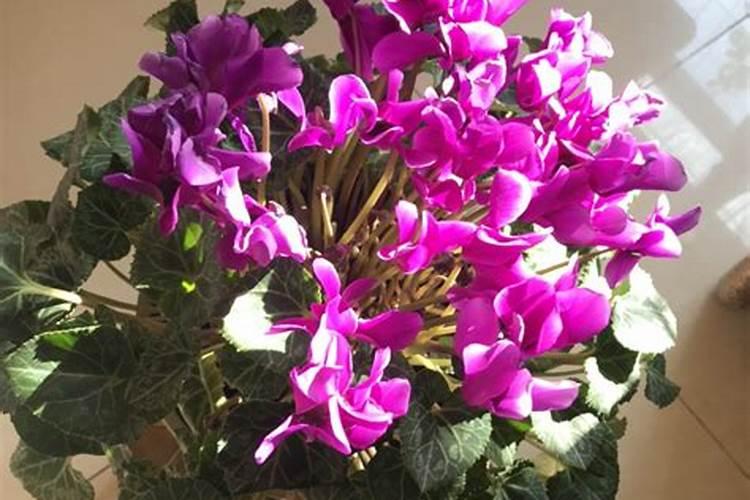 什么植物不能用磷酸二氢钾