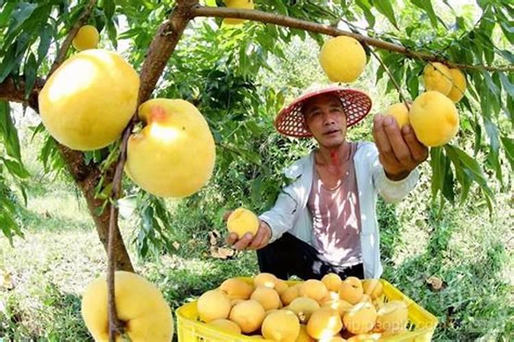 桃子为了增加甜度,施什么肥？