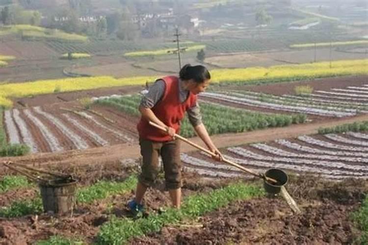 氮肥施用方法及注意事项