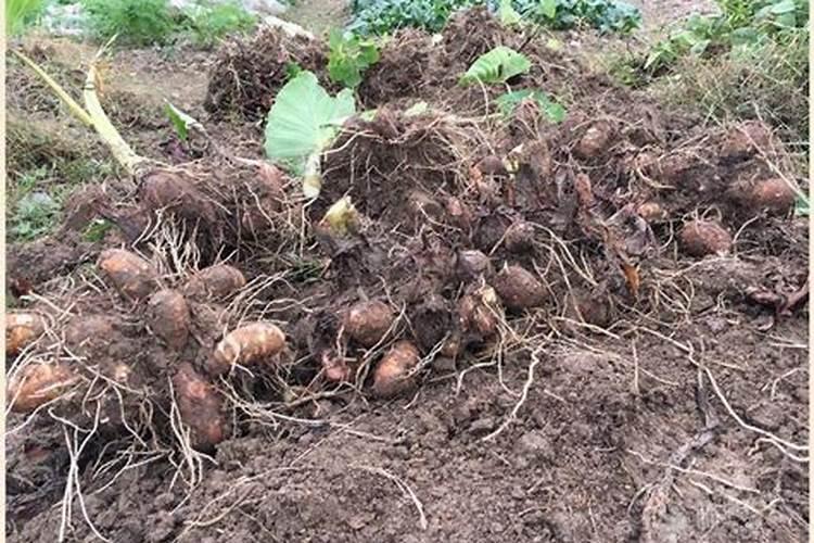 芋头7月份要施肥吗