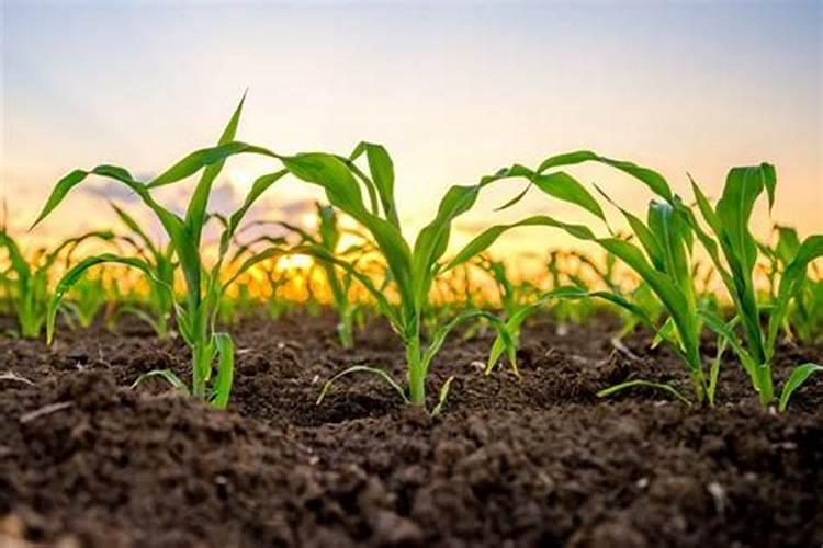 玉米浇四水充什么肥好