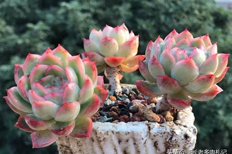 多肉植物用什么肥料养比例是多少