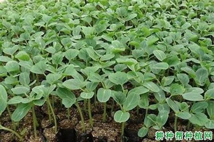 丝瓜浇人尿的正确方法