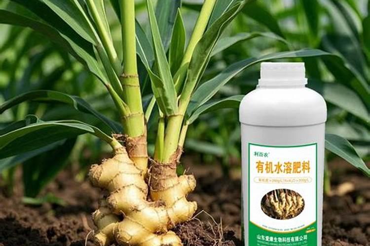 茄子喜肥吗？喜欢施什么肥料