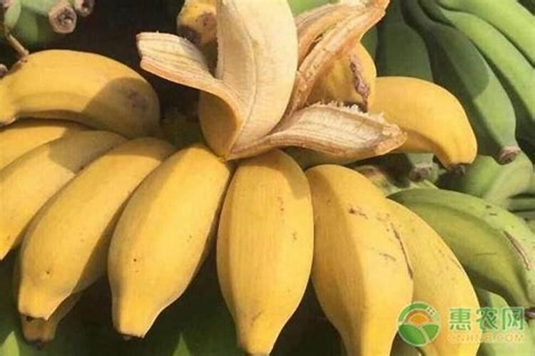 烂香蕉可以做肥料吗