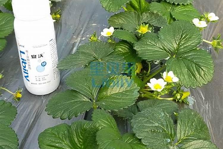 效果好的水溶肥是哪家