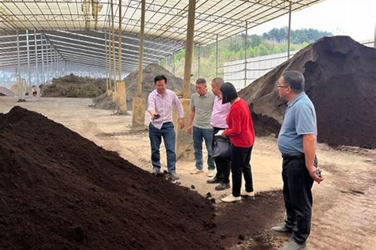 八角适合在哪些地方种植？