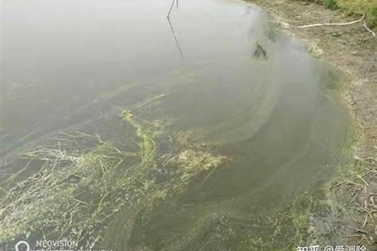 花生田施用乙草胺后8小时下雨怎么办