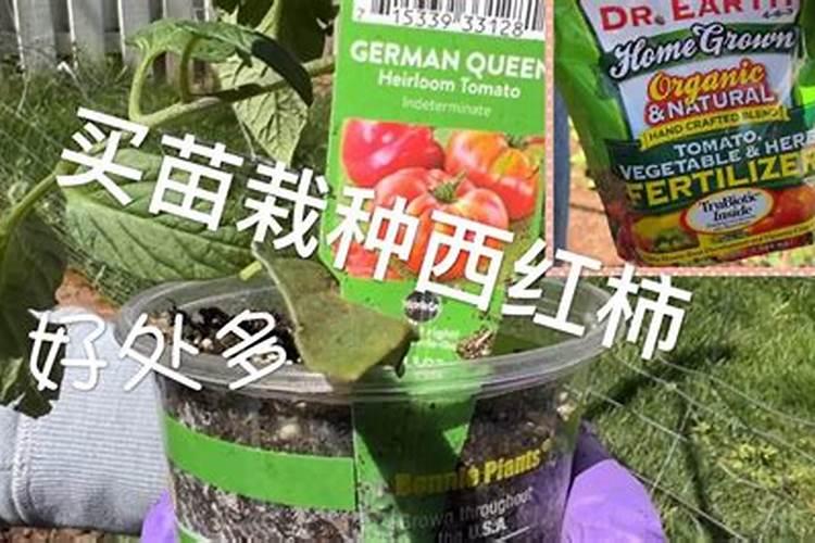 西红柿如何施肥,追施肥料要注意哪些问题？