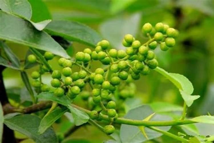 花椒树上什么肥料