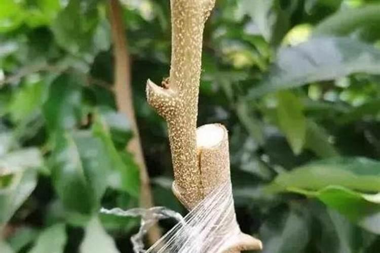 荔枝梢期可以喷氨基酸叶面肥吗