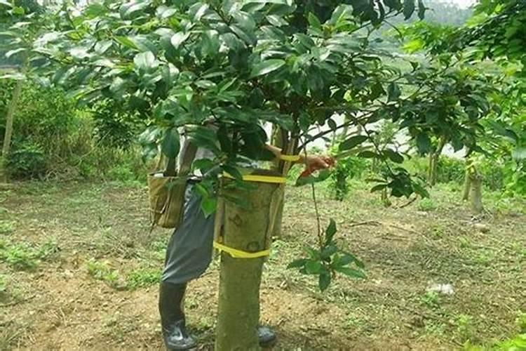 荔枝芽接最佳时间和技术方法