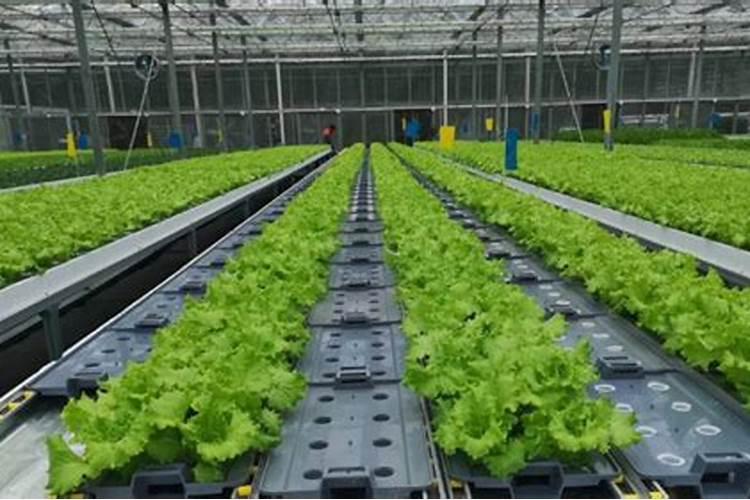 配制蔬菜无土栽培营养液可供选择的钙肥有哪些？有什么特性？