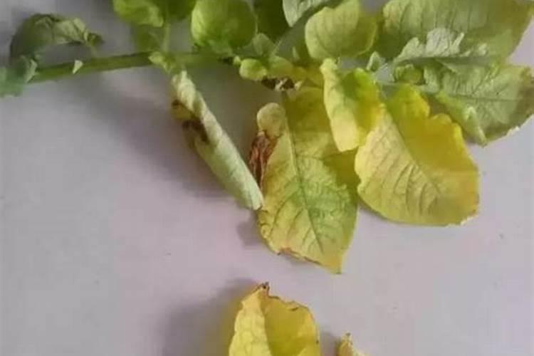 土豆膨大用哪种钾肥好