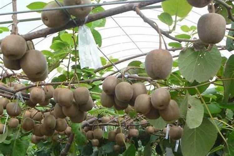 硝酸盐是什么肥料