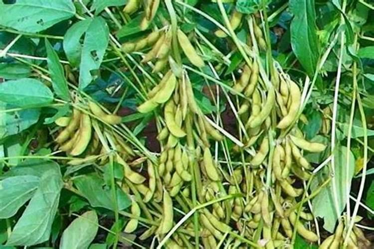 种植毛豆需要施什么肥